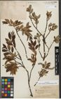 Foto von Salix helvetica Vill. x Salix waldsteiniana Willd.